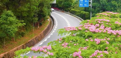 云南普洱公路局：點上增色 線上添彩 面上提質(zhì)，以綠為底向美而行